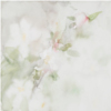 Omenankukkien aikaan / In Apple Blossom Time, 2006, 30 x 30 cm 